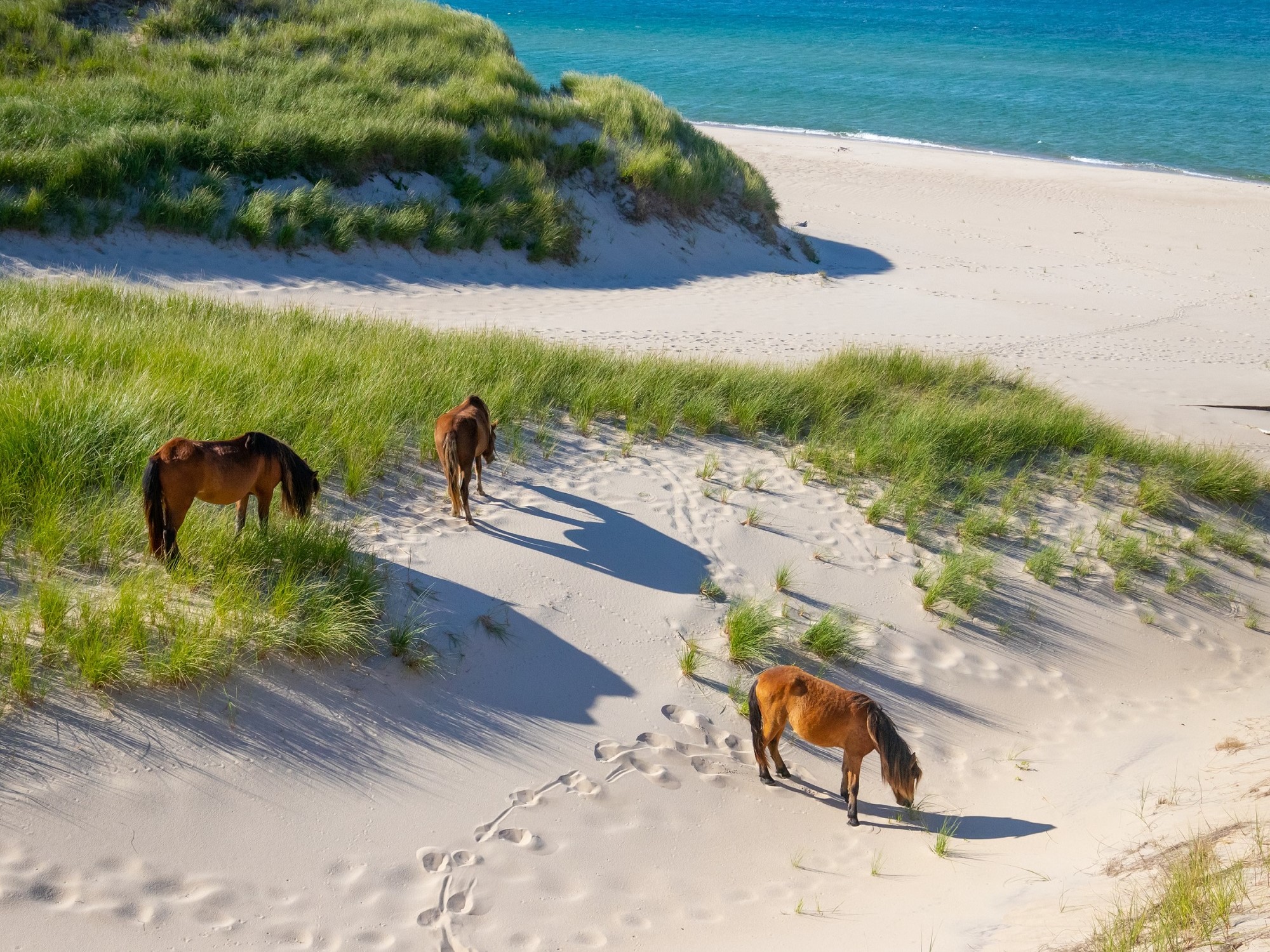 Three horses graze the beach on Sable Island